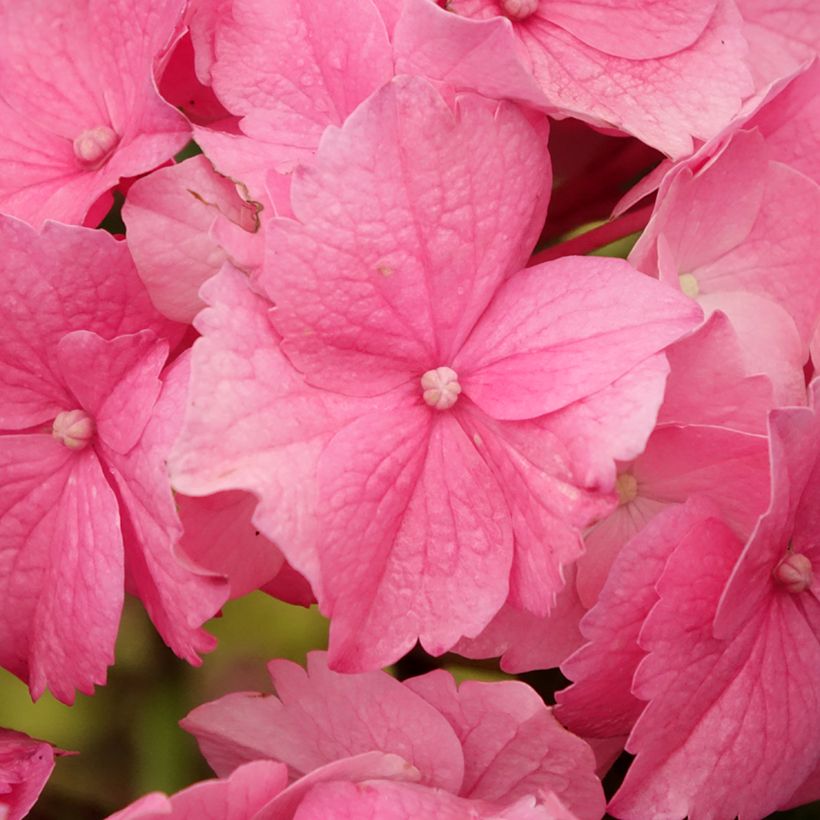Hydrangea macrophylla Stellar - Bolhortensia roze (Bloei)