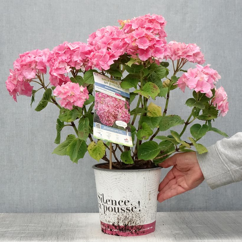 Exemplaar van Hydrangea macrophylla Stellar - Bolhortensia roze Pot van 4 l/5 l zoals geleverd in de zomer