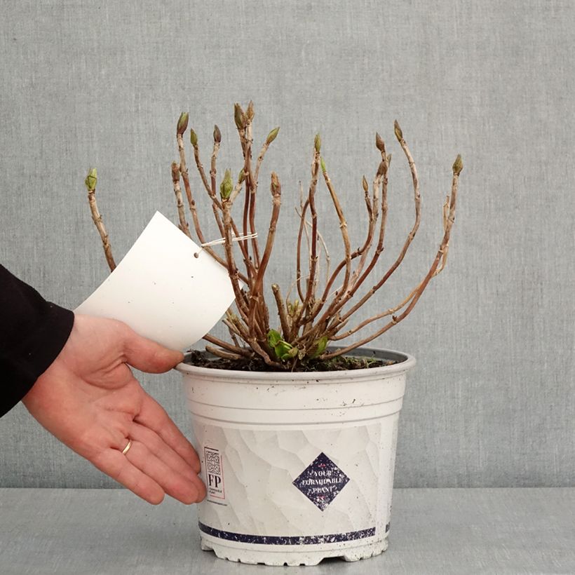 Exemplaar van Hydrangea macrophylla Stellar - Bolhortensia roze Pot van 4 l/5 l zoals geleverd in de winter