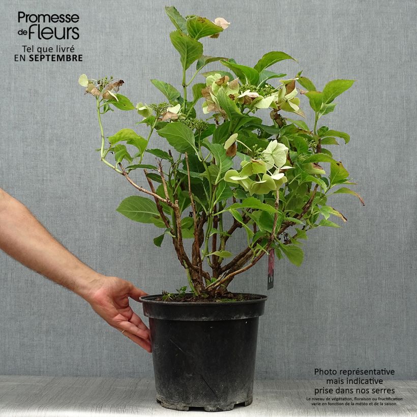 Exemplaar van Hydrangea macrophylla Teller Pink - Schermhortensia Pot van 7,5 l/10 l zoals geleverd in de herfst