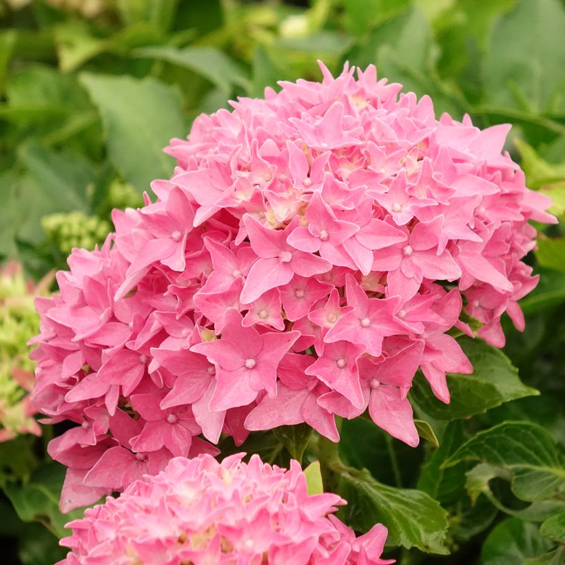 Hydrangea macrophylla Tovelit - Bolhortensia (Bloei)