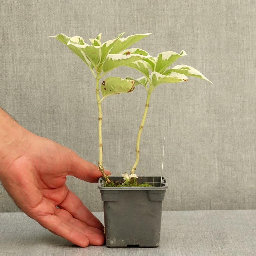 Exemplaar van Hydrangea macrophylla Tricolor - Schermhortensia Kweekpotje van 8/9 cm zoals geleverd in de zomer