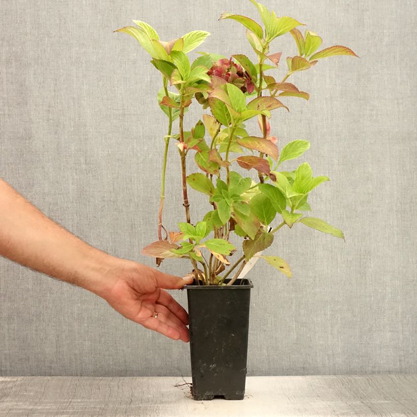 Exemplaar van Hydrangea macrophylla Valvert - Bolhortensia Pot van 1,5 l/2 l zoals geleverd in de zomer