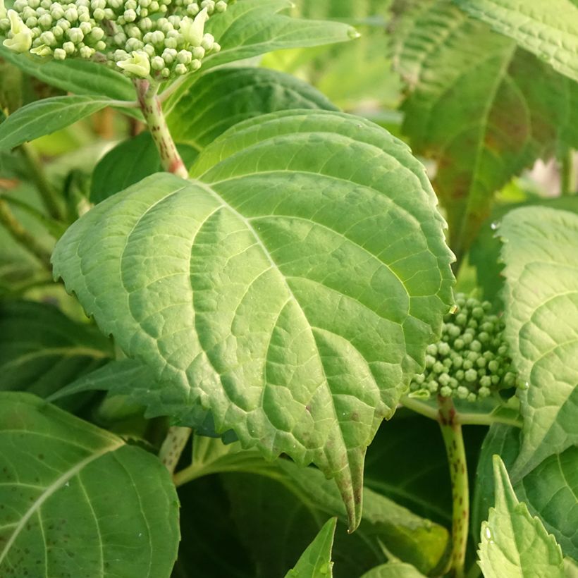 Hydrangea macrophylla Veitchii - Schermhortensia (Blad)
