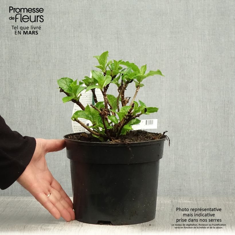 Exemplaar van Hydrangea macrophylla Verdi - Bolhortensia Pot van 4 l/5 l zoals geleverd in de lente
