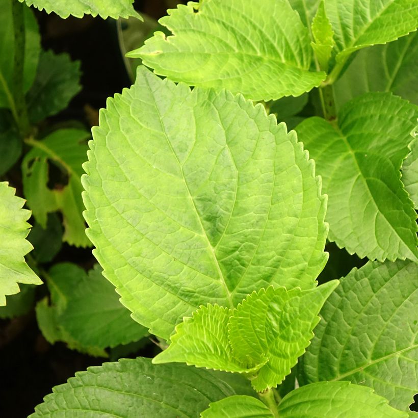 Hydrangea macrophylla Verdi - Bolhortensia (Blad)