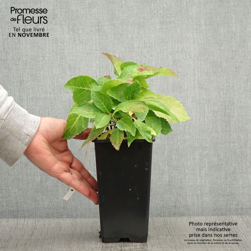 Exemplaar van Hydrangea macrophylla Wedding Gown - Schermhortensia Pot van 1,5 l/2 l zoals geleverd in de herfst