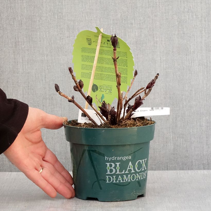 Exemplaar van Hydrangea After Midnight - Schermhortensia Pot van 2 l/3 l zoals geleverd in de winter