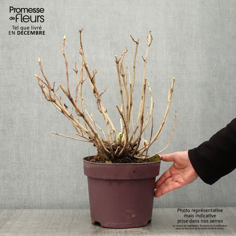 Exemplaar van Hydrangea macrophylla Xian - Bolhortensia Pot van 7,5 l/10 l zoals geleverd in de herfst