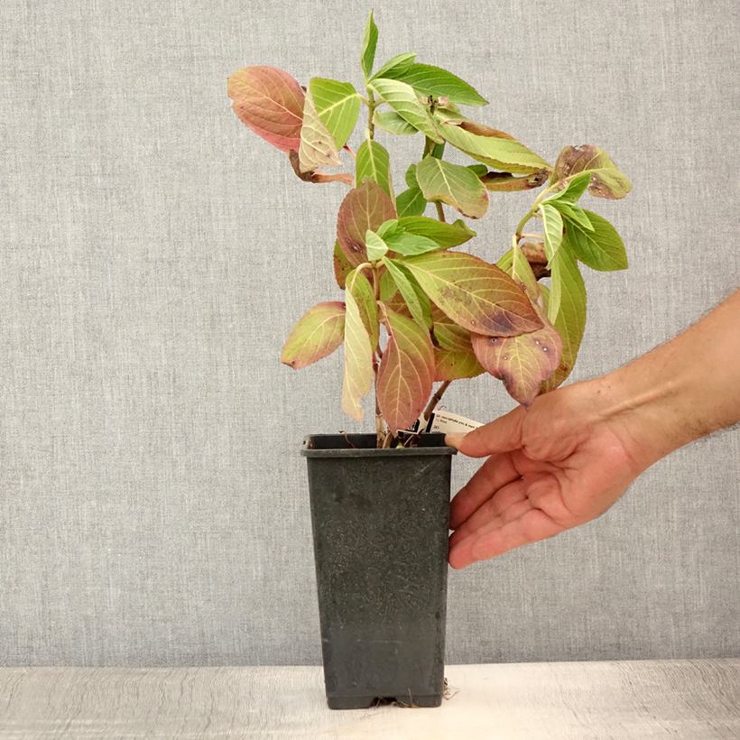Exemplaar van Hydrangea macrophylla You and Me Romance - Bolhortensia Pot van 1,5 l/2 l zoals geleverd in de zomer