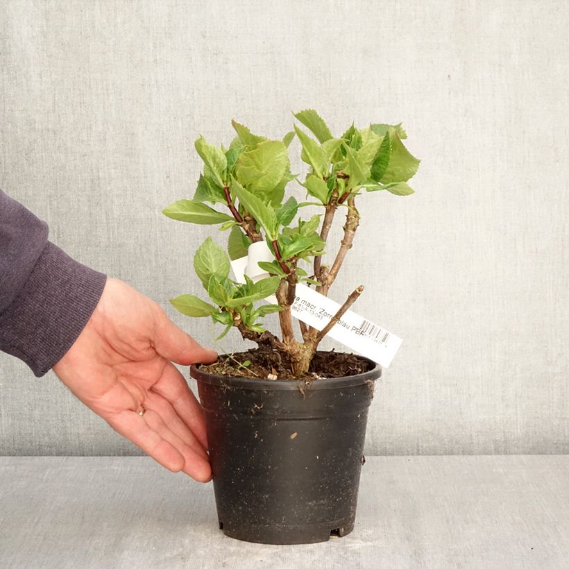 Exemplaar van Hydrangea macrophylla Zorro blauw - Schermhortensia Pot van 1 l/1,5 l zoals geleverd in de lente
