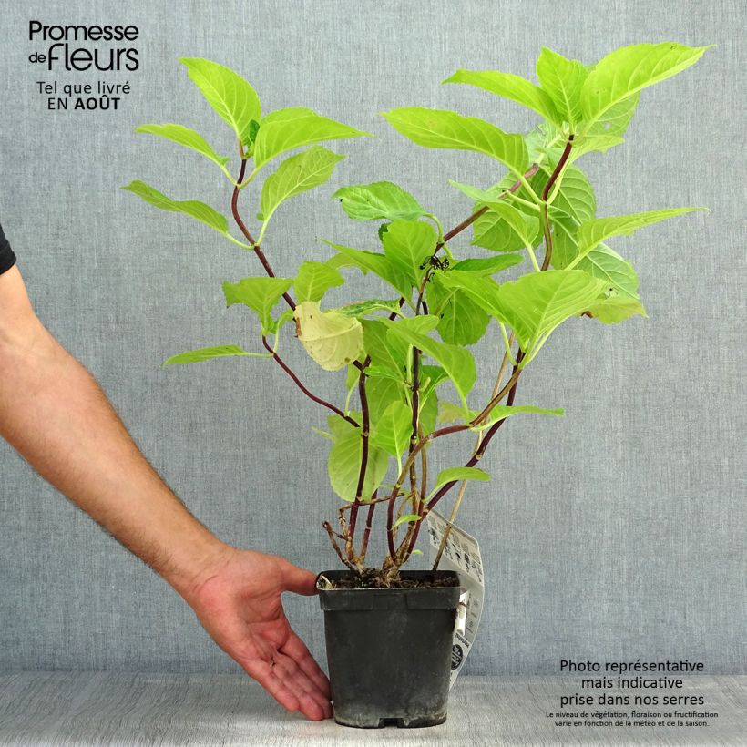 Exemplaar van Hydrangea macrophylla Zorro - Schermhortensia roze Pot van 2 l/3 l zoals geleverd in de zomer