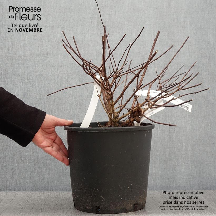 Exemplaar van Hydrangea paniculata Diamant Rouge - Pluimhortensia Pot van 7,5 l/10 l, Struik zoals geleverd in de herfst