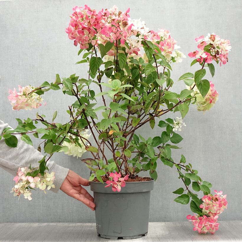 Exemplaar van Hydrangea paniculata Diamant Rouge - Pluimhortensia Pot van 7,5 l/10 l, Struik zoals geleverd in de zomer