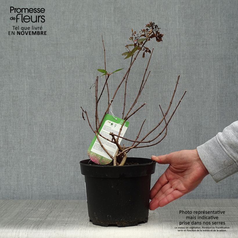 Exemplaar van Hydrangea paniculata Diamant Rouge - Pluimhortensia Pot van 2 l/3 l, Struik zoals geleverd in de herfst