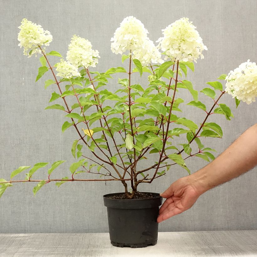 Exemplaar van Hydrangea paniculata Diamant Rouge - Pluimhortensia Pot van 2 l/3 l, Struik zoals geleverd in de zomer