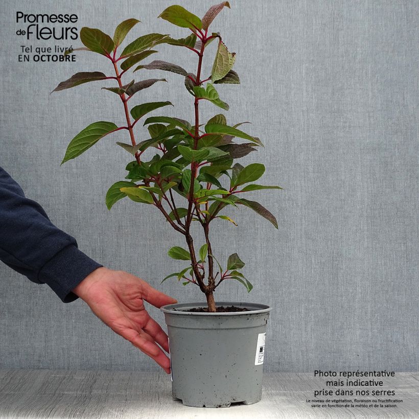 Exemplaar van Hydrangea paniculata Early Sensation - Pluimhortensia Pot van 3 l/4 l zoals geleverd in de herfst