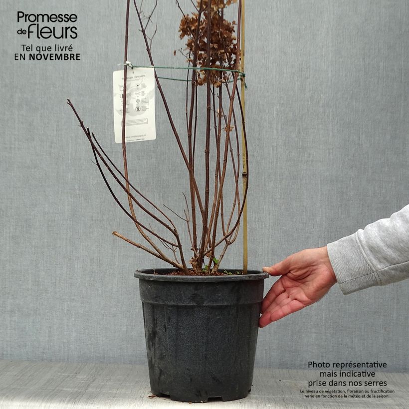 Exemplaar van Hydrangea paniculata Fraise Melba - Pluimhortensia Pot van 7,5 l/10 l zoals geleverd in de herfst