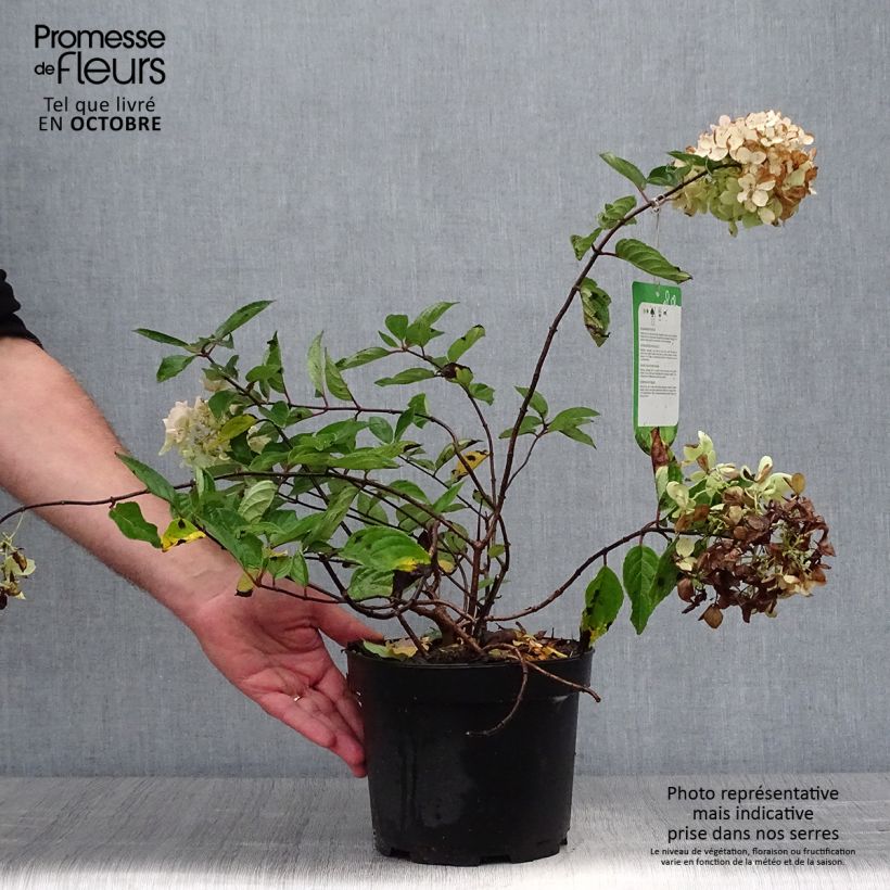 Exemplaar van Hydrangea paniculata Grandiflora - Pluimhortensia Pot van 3 l/4 l zoals geleverd in de herfst
