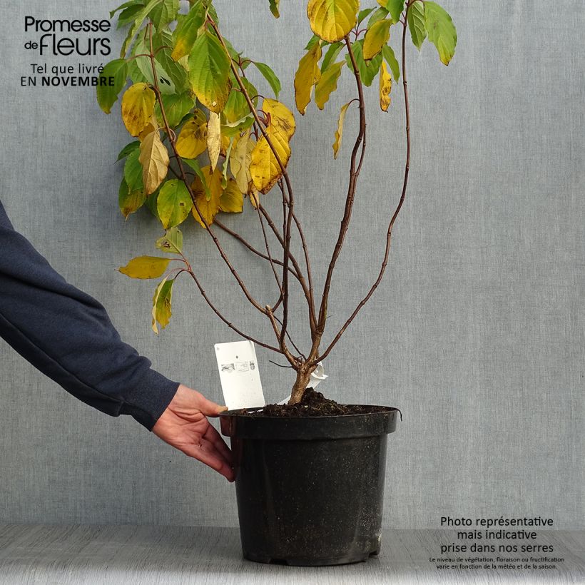 Exemplaar van Hydrangea paniculata Great Star Le Vasterival - Pluimhortensia Pot van 7,5 l/10 l zoals geleverd in de herfst