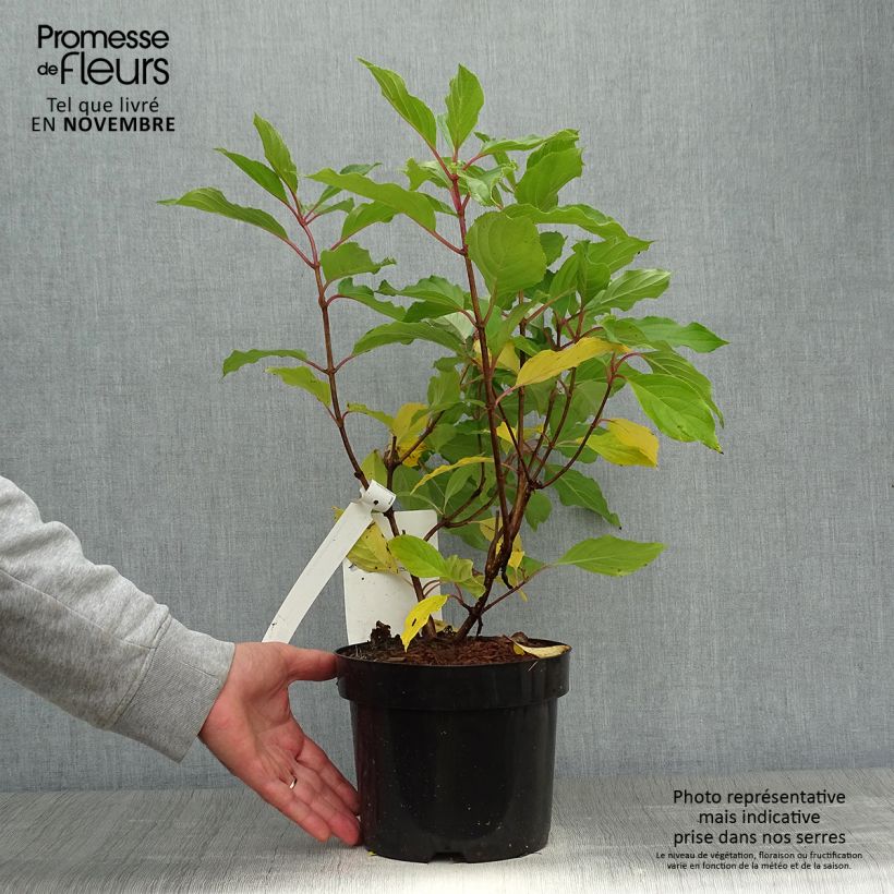Exemplaar van Hydrangea paniculata Great Star Le Vasterival - Pluimhortensia Pot van 3 l/4 l zoals geleverd in de herfst