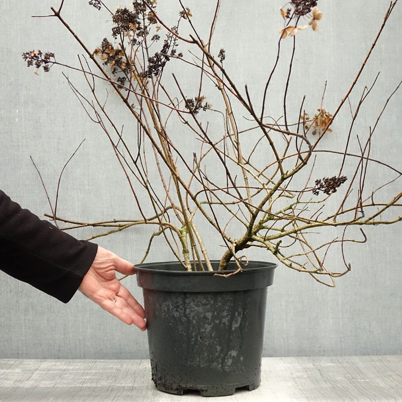 Exemplaar van Hydrangea paniculata Kyushu - Pluimhortensia Pot van 7,5 l/10 l zoals geleverd in de herfst