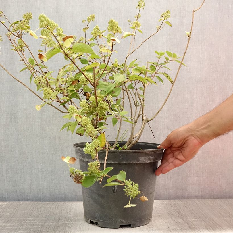 Exemplaar van Hydrangea paniculata Kyushu - Pluimhortensia Pot van 7,5 l/10 l zoals geleverd in de zomer