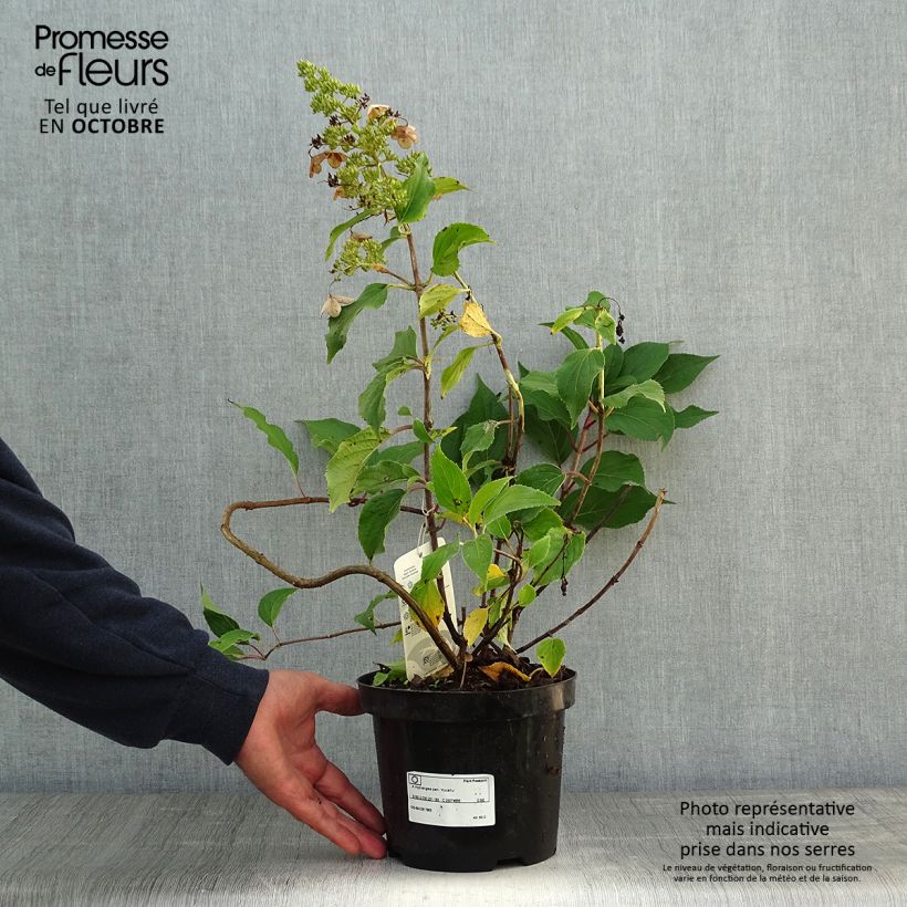 Exemplaar van Hydrangea paniculata Kyushu - Pluimhortensia Pot van 3 l/4 l zoals geleverd in de herfst
