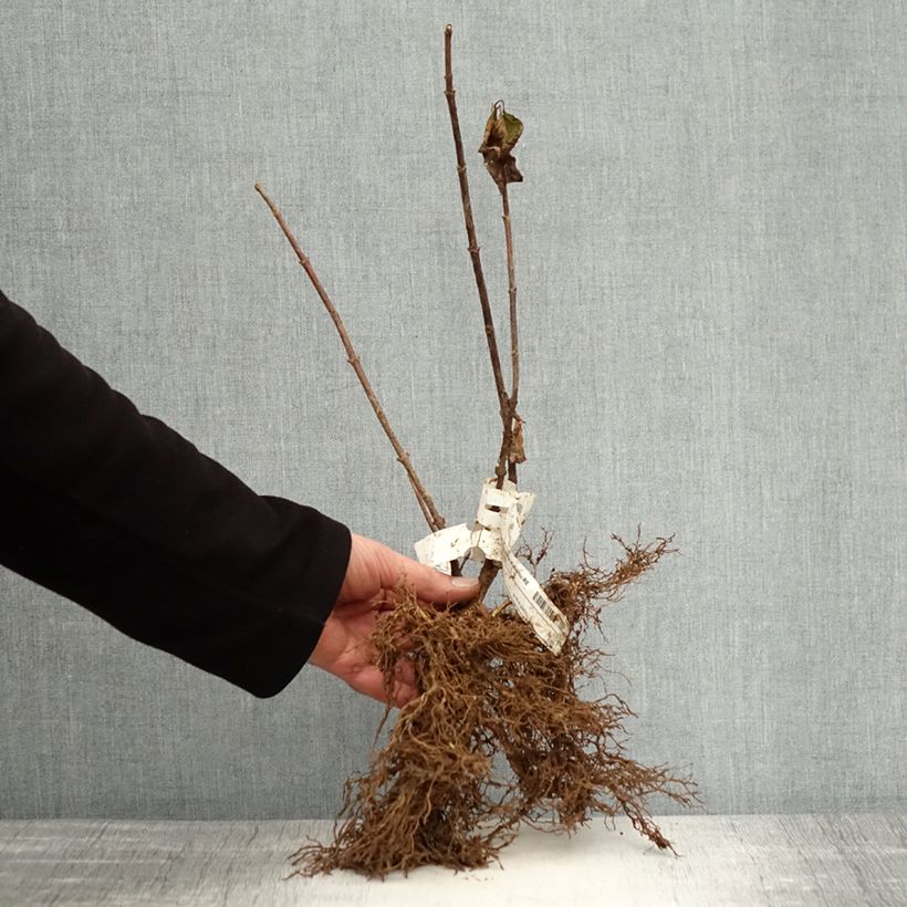 Example of Hydrangea paniculata Kyushu - Pluimhortensia Naakte wortel as you get in hiver