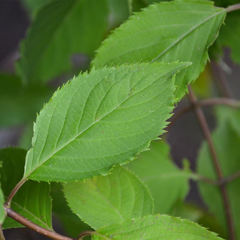 Hydrangea paniculata Levana - Pluimhortensia (Blad)