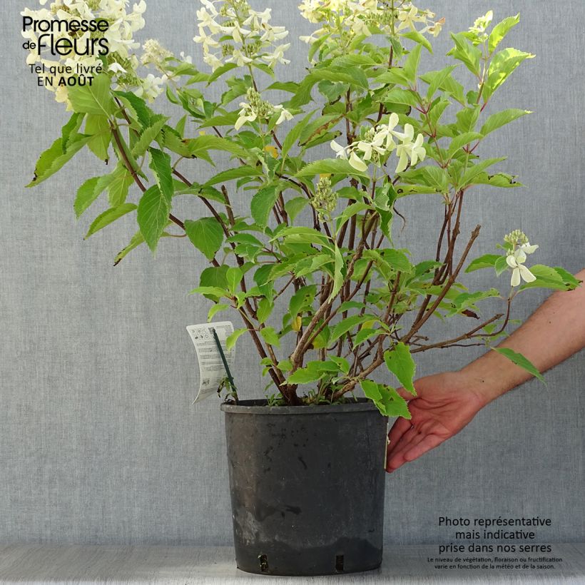 Exemplaar van Hydrangea paniculata Levana - Pluimhortensia Pot van 7,5 l/10 l zoals geleverd in de zomer