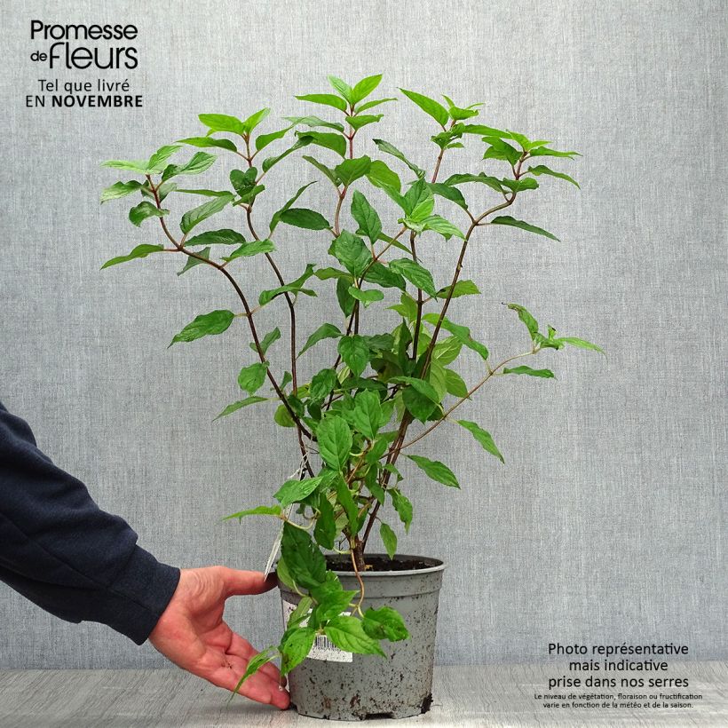 Exemplaar van Hydrangea paniculata Limelight - Hortensia paniculé Pot de 3L/4L zoals geleverd in de herfst