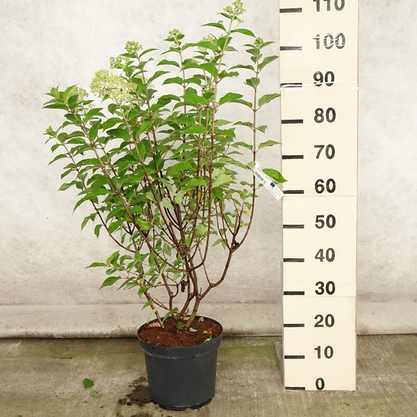 Exemplaar van Hydrangea paniculata Limelight - Pluimhortensia Pot van 6 l/7 l zoals geleverd in de zomer