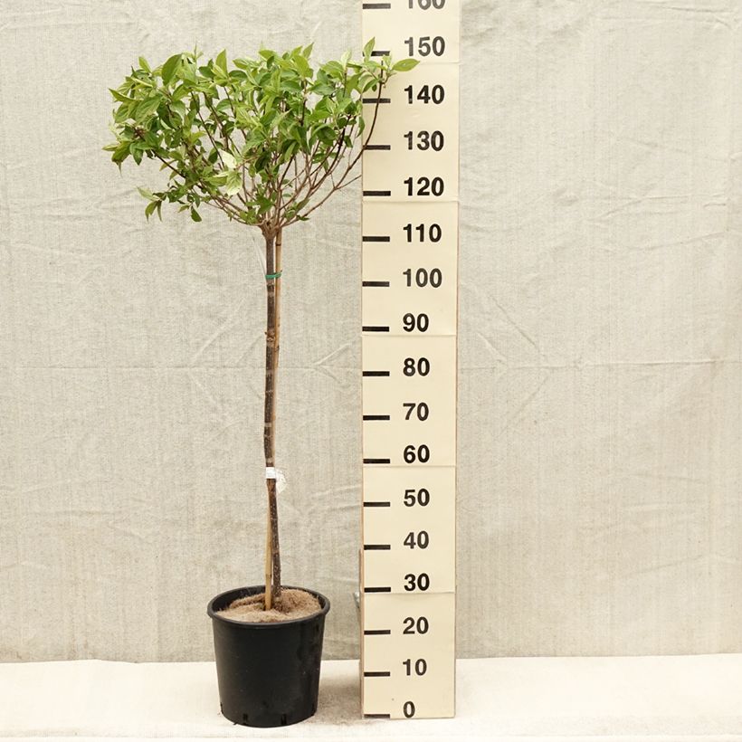 Example of Hydrangea paniculata Limelight - Pluimhortensia Pot van 12 l/15 l as you get in printemps