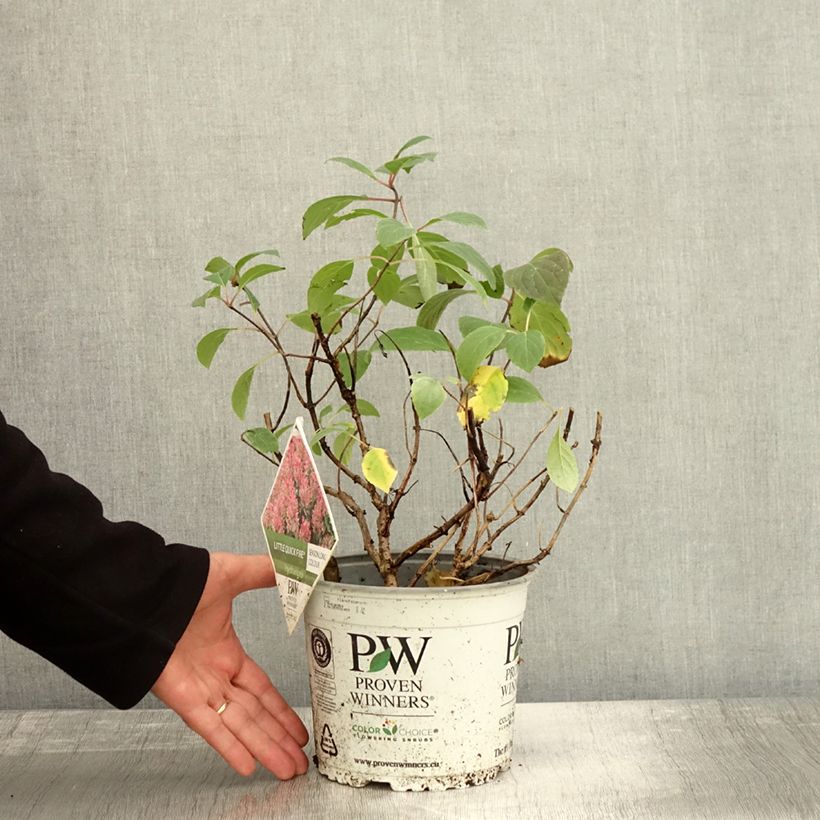 Exemplaar van Hydrangea paniculata Little Quick Fire - Dwergpluimhortensia Pot van 3 l/4 l zoals geleverd in de herfst