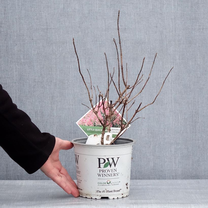 Exemplaar van Hydrangea paniculata Little Quick Fire - Hortensia paniculé Pot de 3L/4L zoals geleverd in de winter