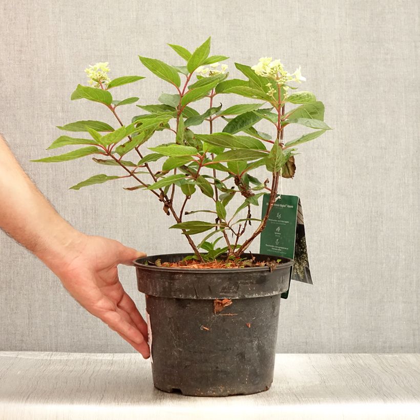 Exemplaar van Hydrangea paniculata Magical Vesuvio Kolmaves - Pluimhortensia Pot van 4 l/5 l zoals geleverd in de zomer