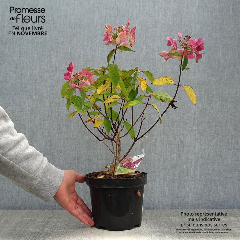 Exemplaar van Hydrangea paniculata Mega Mindy - Pluimhortensia Pot van 2 l/3 l zoals geleverd in de herfst