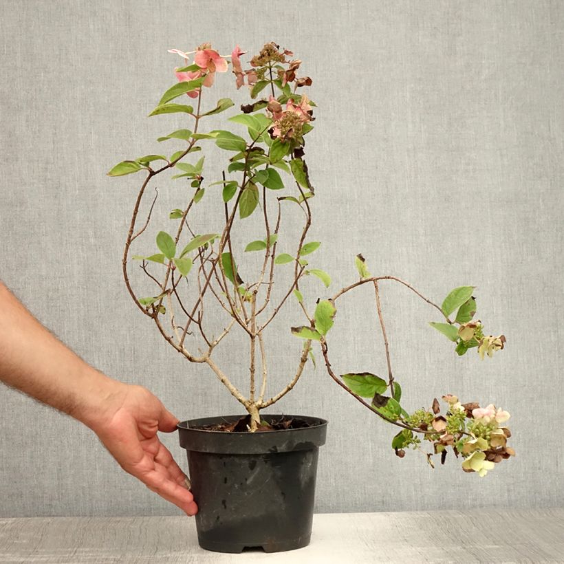 Exemplaar van Hydrangea paniculata Mega Mindy - Pluimhortensia Pot van 2 l/3 l zoals geleverd in de zomer