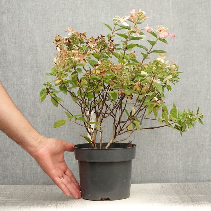 Exemplaar van Hydrangea paniculata Pastelgreen - Pluimhortensia Pot van 3 l/4 l zoals geleverd in de zomer
