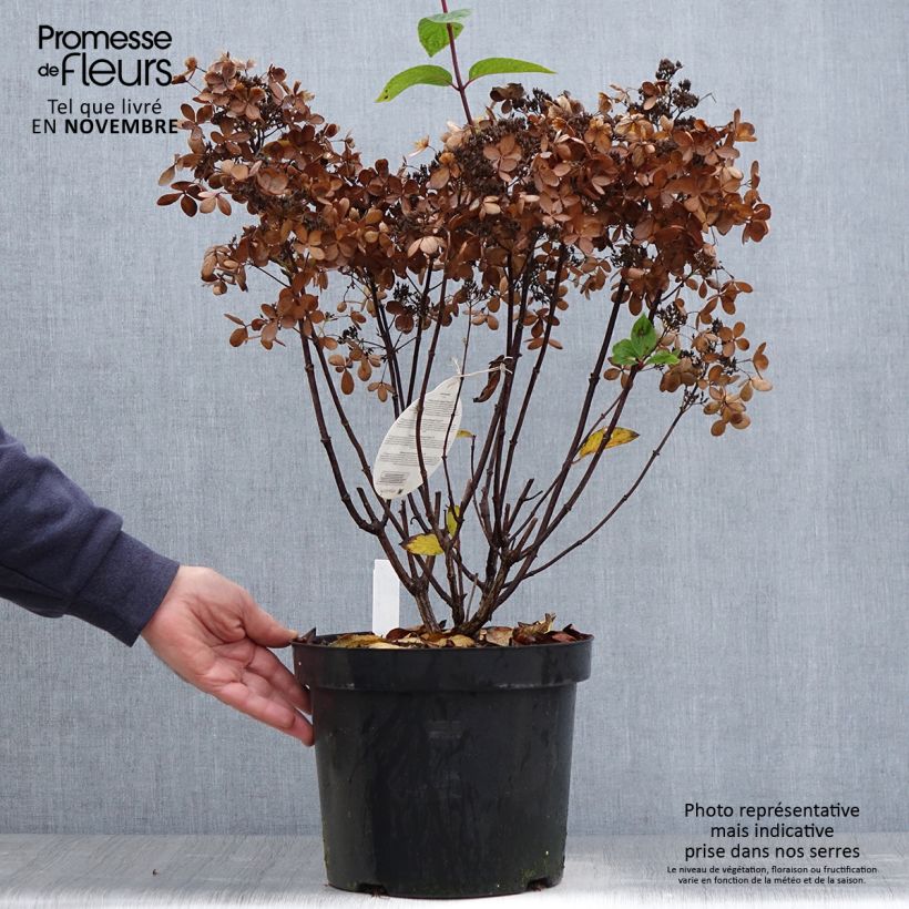 Exemplaar van Hydrangea paniculata Pastelgreen - Pluimhortensia Pot van 7,5 l/10 l zoals geleverd in de herfst