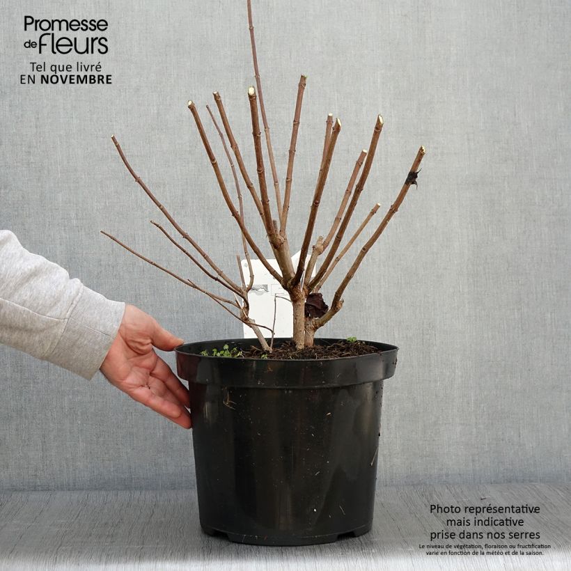 Exemplaar van Hydrangea paniculata Phantom - Pluimhortensia Pot van 7,5 l/10 l zoals geleverd in de herfst