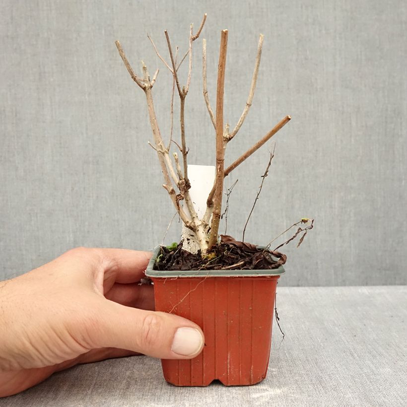 Exemplaar van Hydrangea paniculata Pink diamond - Pluimhortensia Kweekpotje van 8/9 cm zoals geleverd in de herfst