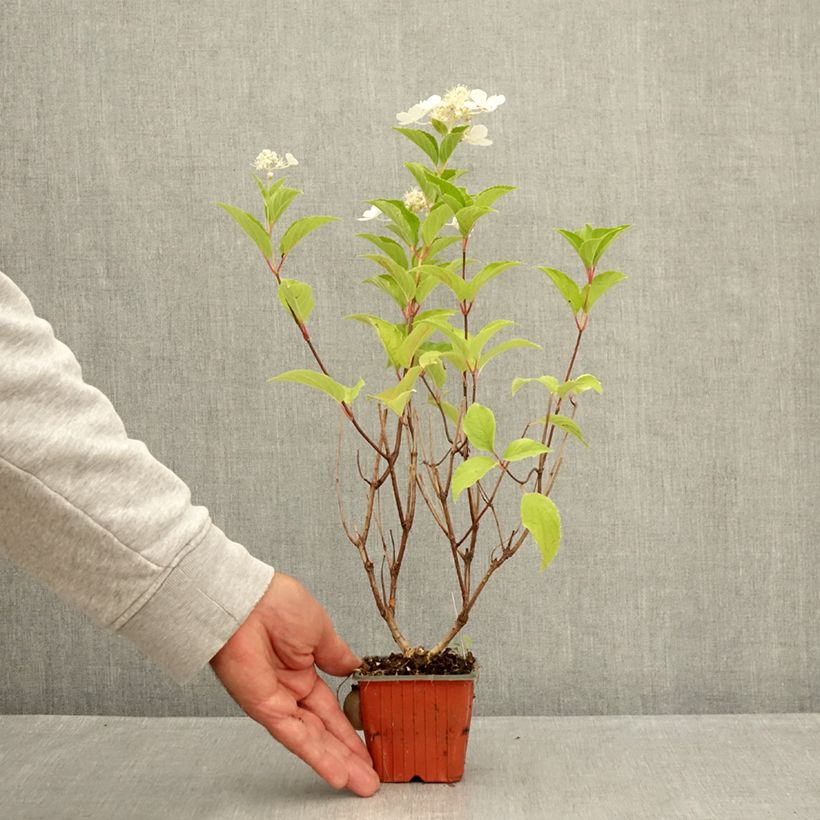 Exemplaar van Hydrangea paniculata Pink diamond - Pluimhortensia Kweekpotje van 8/9 cm zoals geleverd in de zomer