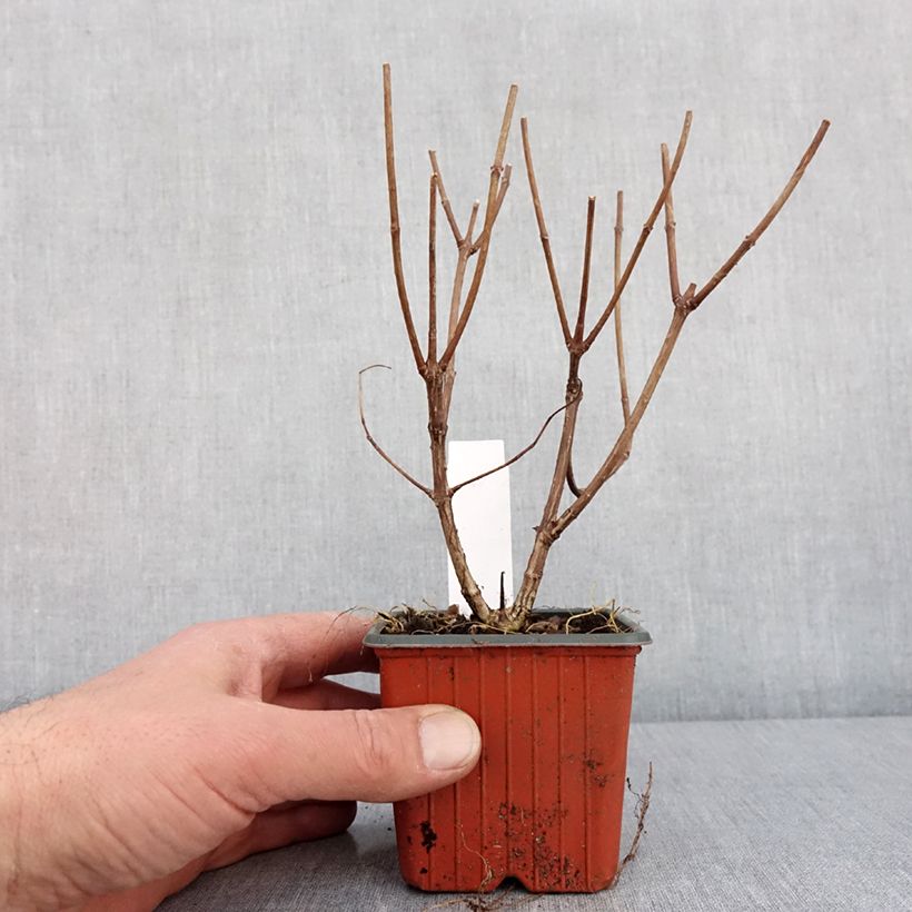 Exemplaar van Hydrangea paniculata Pink diamond - Pluimhortensia Kweekpotje van 8/9 cm zoals geleverd in de winter