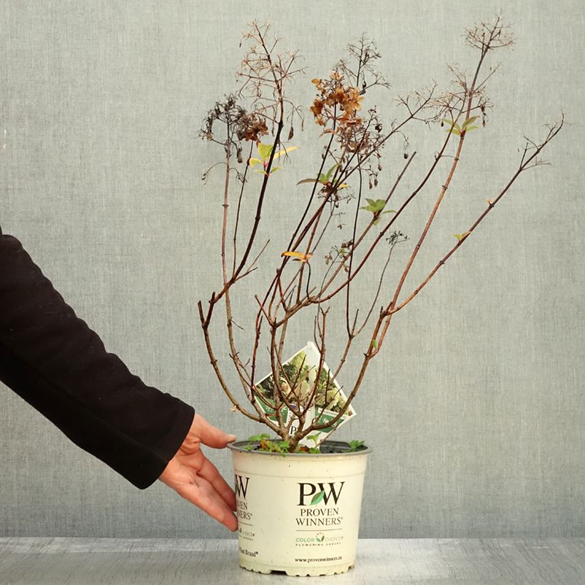 Exemplaar van Hydrangea paniculata Pinkachu - Pluimhortensia Pot van 3 l/4 l zoals geleverd in de herfst