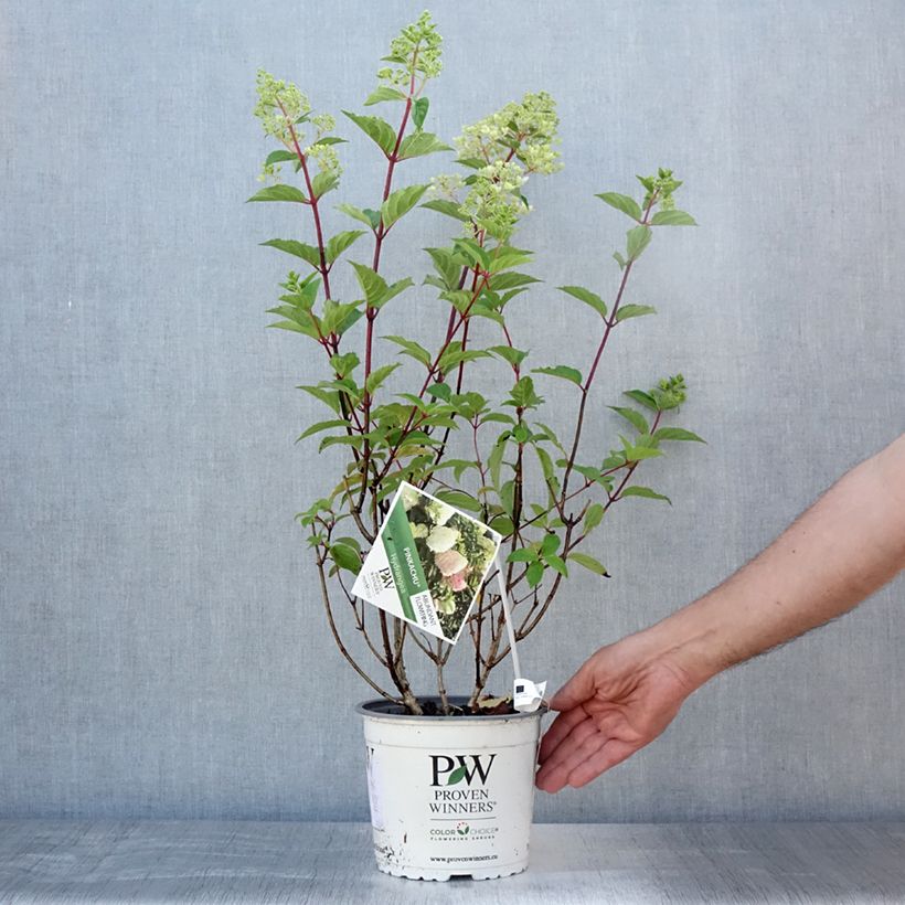 Exemplaar van Hydrangea paniculata Pinkachu - Pluimhortensia Pot van 3 l/4 l zoals geleverd in de zomer