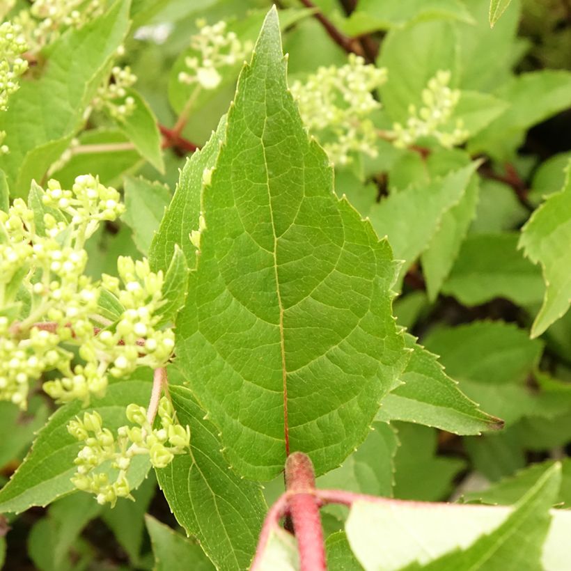 Hydrangea paniculata Pinkachu - Pluimhortensia (Blad)