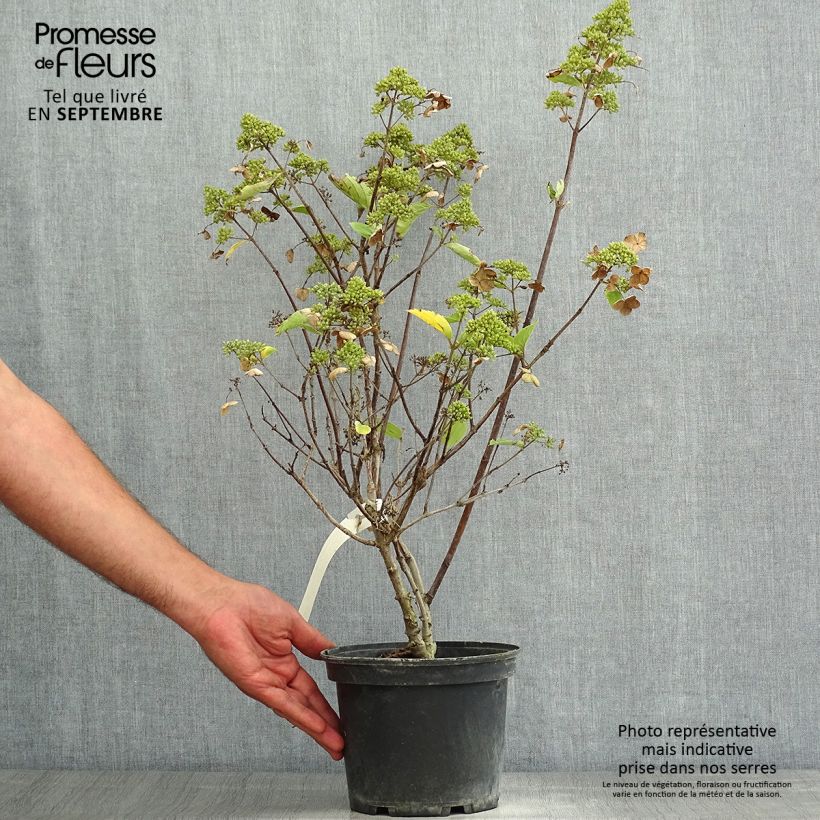 Exemplaar van Hydrangea paniculata Prim White - Pluimhortensia Pot van 2 l/3 l zoals geleverd in de zomer