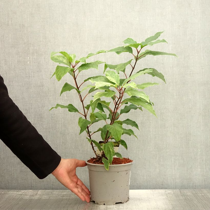 Exemplaar van Hydrangea paniculata Shikoku Flash - Pluimhortensia Pot van 3 l/4 l zoals geleverd in de herfst